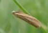 Ematheudes punctella